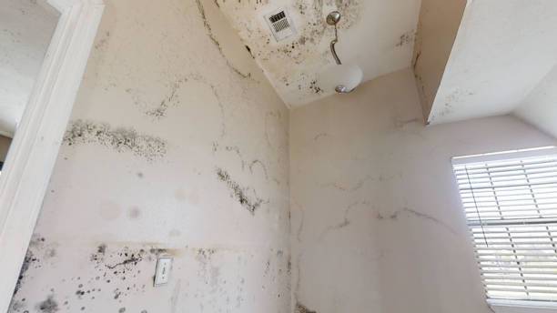 Best Crawl Space Mold Remediation  in Tequesta, FL