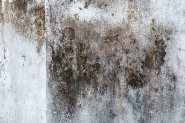 Best Residential Mold Inspection & Testing  in Tequesta, FL