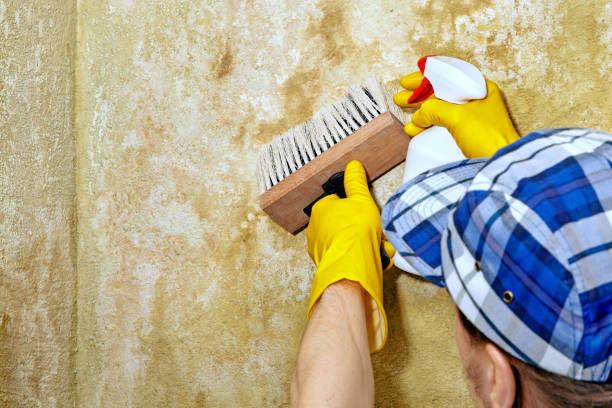 Best Mold Damage Restoration  in Tequesta, FL