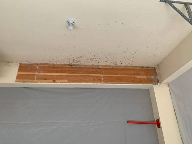 Best Environmental Consulting for Mold Prevention  in Tequesta, FL