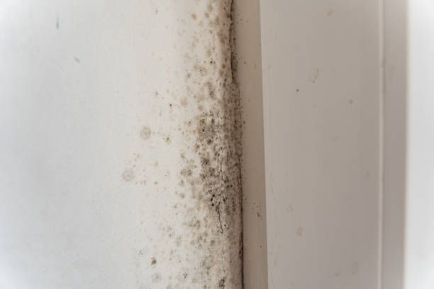 Best Post-Construction Mold Inspection  in Tequesta, FL