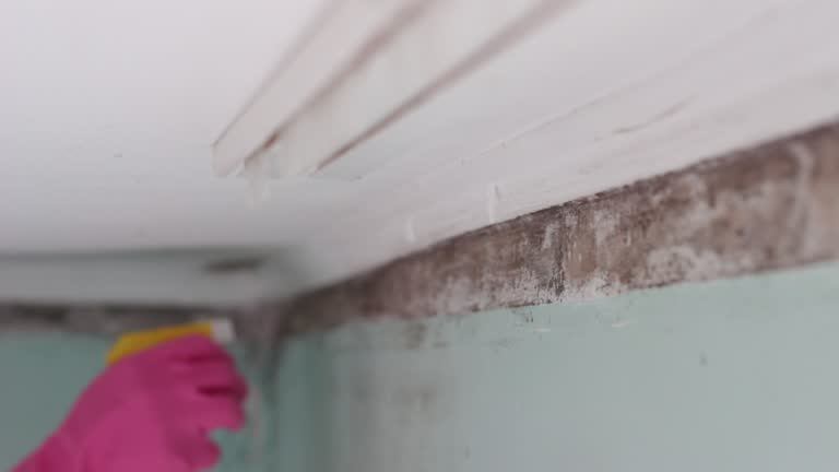 Best Flood Damage  in Tequesta, FL